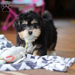 Snickers, Shih-Poo Puppy